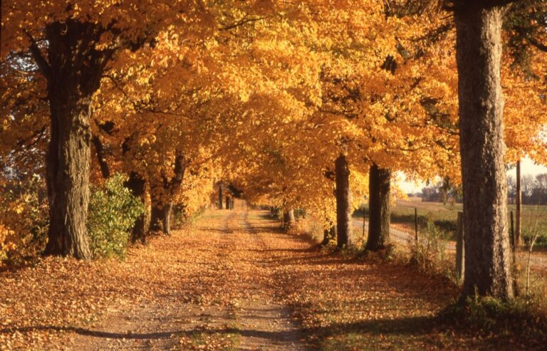 Walking Instead of Writing: My Check-In Without a Notebook - checking in with myself