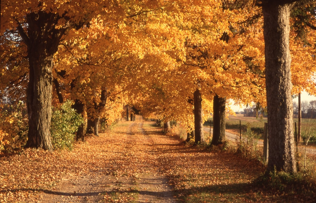 Walking Instead of Writing: My Check-In Without a Notebook - checking in with myself